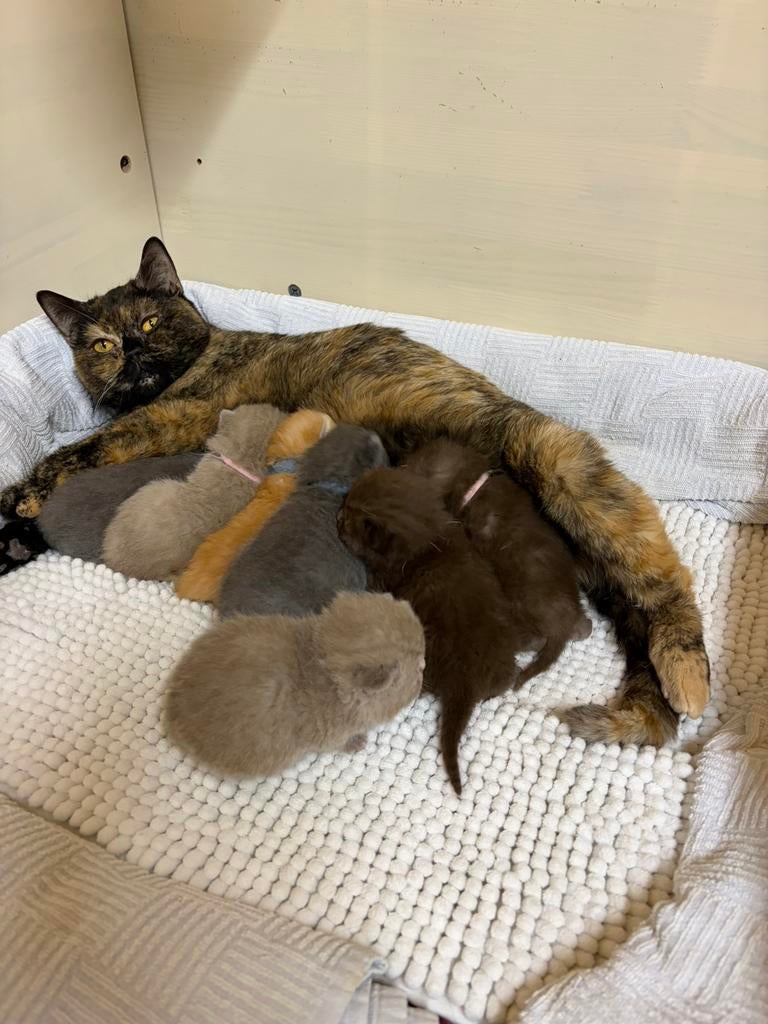 Britse korhaar kittens, Animaux & Accessoires, Chats & Chatons | Chats de race | Poil ras, Avec puce électronique, Vermifugé, Vacciné