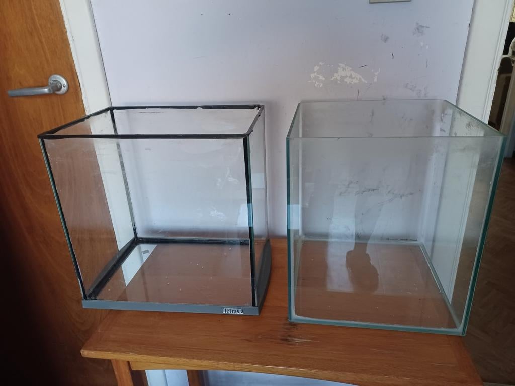 Aquariums, Dieren en Toebehoren, Vissen | Aquariumvissen