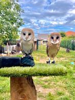 Kerkuilen, Dieren en Toebehoren, Mannelijk, Roofvogel, Geringd