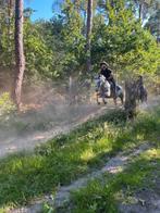 9j all round d-pony, Animaux & Accessoires, Chevaux