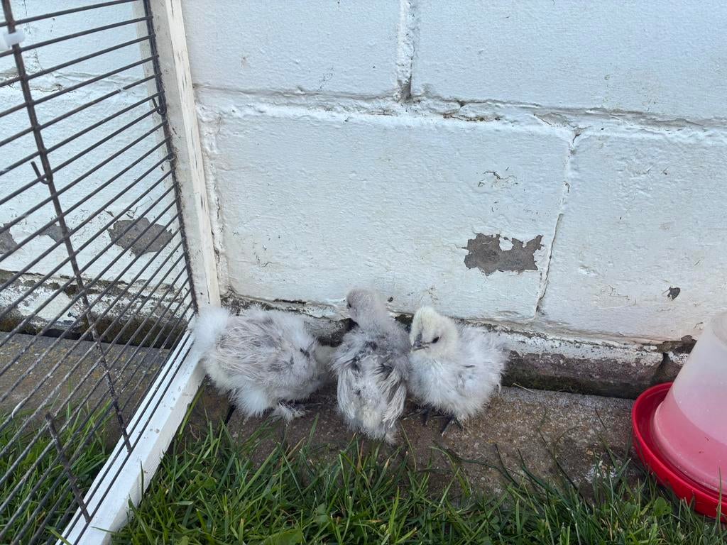 Poussins Silkfowl, Sexe inconnu, Poule ou poulet