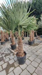 Trachycarpus Fortunei palmboom, Tuin en Terras, Planten | Bomen, Ophalen, Palmboom