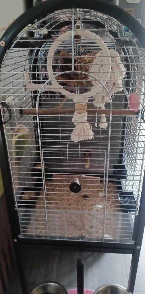 Kooi, Ophalen, Gebruikt, Metaal, Vogelkooi