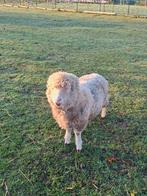 Huile Poll Dorset, Femelle, Mouton, 3 à 5 ans