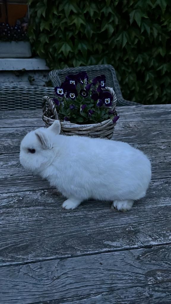 Kleurdwerg-ram ter dekking bedschikbaar