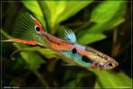Endler Guppy's, Dieren en Toebehoren, Vis, Zoetwatervis, Schoolvis