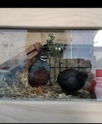 Kwartels, Dieren en Toebehoren, Pluimvee, Mannelijk, Overige soorten
