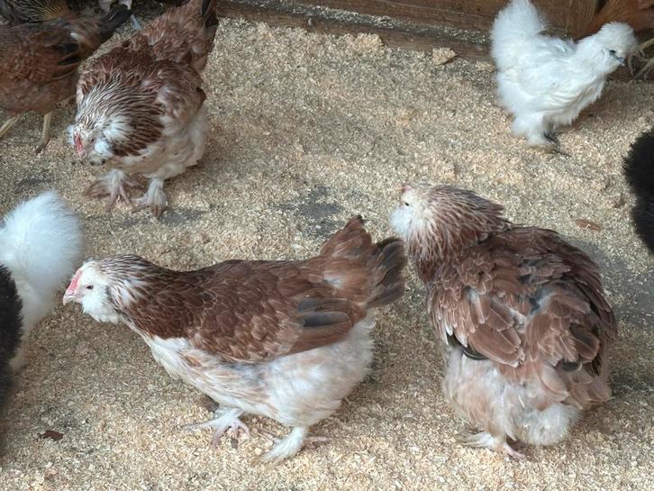 Duitse faverolle kippen, Animaux & Accessoires, Volatiles