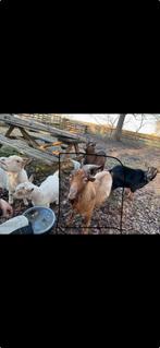 3 belles chèvres à vendre, Animaux & Accessoires, Moutons, Chèvres & Cochons, Mâle
