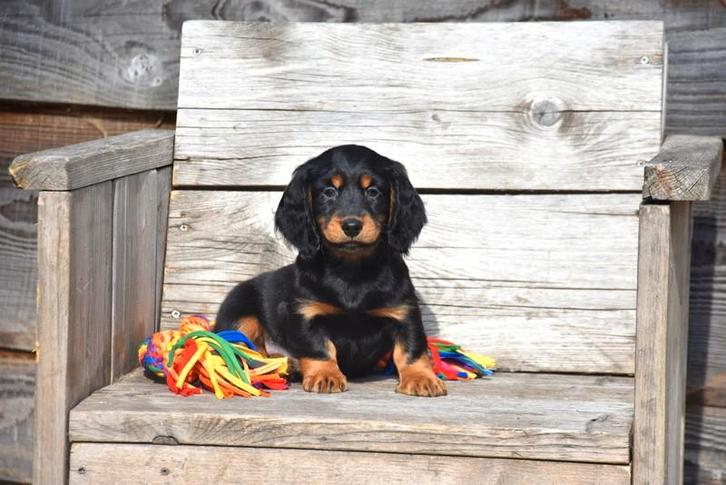 Prachtig langharig Black and Tan Teckel pupje, Dieren en Toebehoren, Honden | Teckels en Dashonden, Reu, Langhaar, Dwerg, Fokker | Professioneel