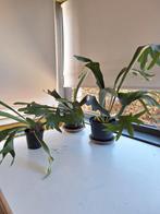 fougère staghorn, Autres espèces, Moins de 100 cm, Enlèvement, Plante verte