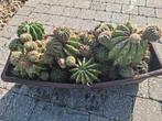 Cactus, Ophalen, Cactus