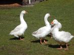 ganzen te koop   25 euro stuk, Dieren en Toebehoren, Meerdere dieren, Gans of Zwaan