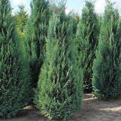 Blauwe Californische cipres, Tuin en Terras, Planten | Tuinplanten, Vaste plant, Overige soorten, Ophalen