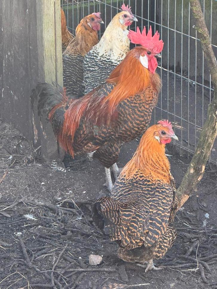 Kuikens van de brakel kippen, Dieren en Toebehoren, Pluimvee, Kip