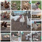 sebrights 5 kleuslagen. geent tegen marek + geringd, Dieren en Toebehoren, Pluimvee