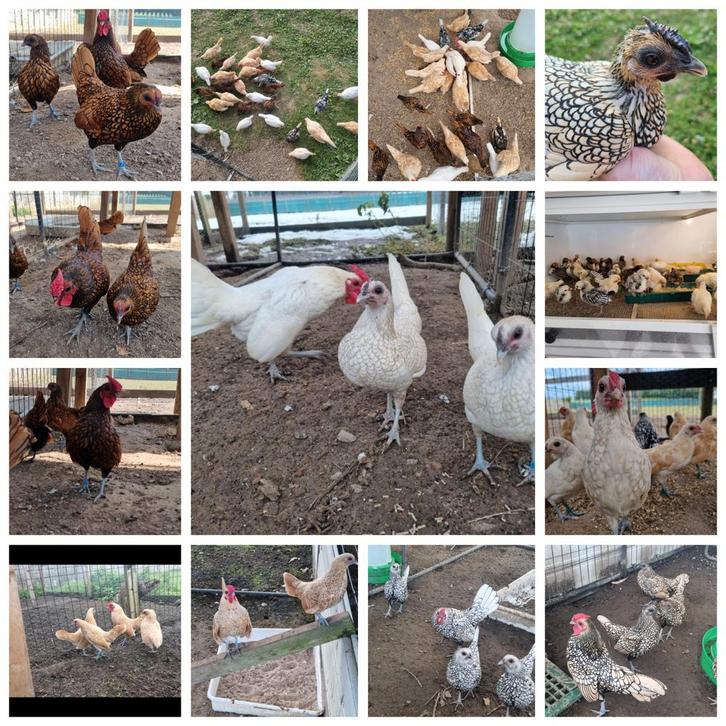 sebrights 5 kleuslagen. geent tegen marek + geringd, Dieren en Toebehoren, Pluimvee