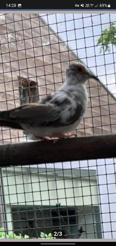 Gezocht jonge bonte of witte diamantduifjes