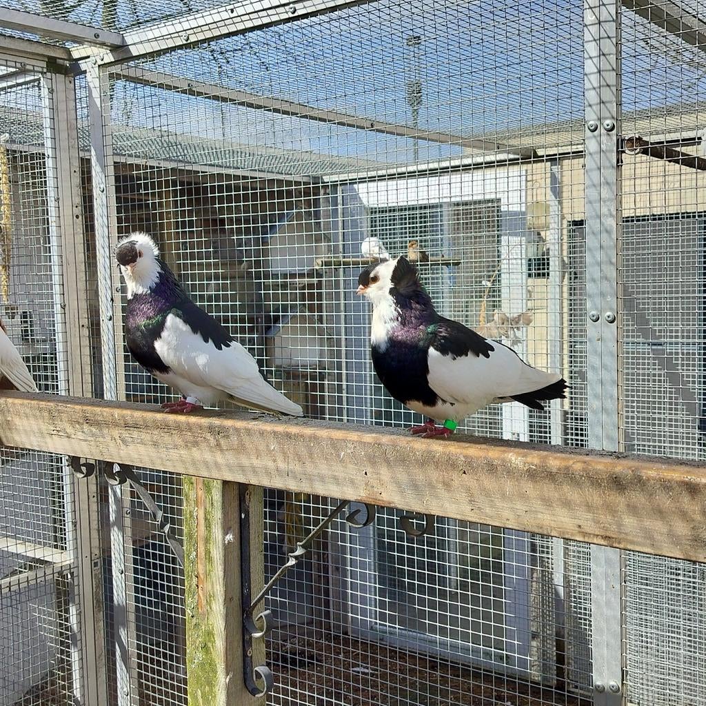Felegyhazer tuimelaars Zwart, Dieren en Toebehoren, Meerdere dieren, Tuimelaar of Roller
