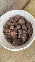 Verse biologische aardperen, Diversen, Ophalen