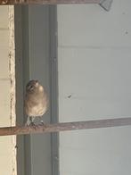 Botvinken botvink, Femelle, Oiseau chanteur sauvage, Bagué