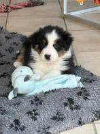 Australishe herder  pups, België, HCC (leverziekte), 8 tot 15 weken, Meerdere