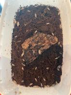 Porcellio laevis "Dairy Cow", Autres espèces