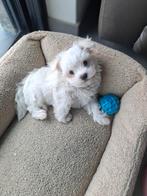 Maltezer pups, Dieren en Toebehoren, Parvo, België, Maltezer, Fokker | Hobbymatig