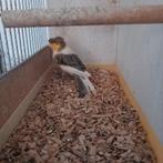 Harlekijn man 2025 kuif