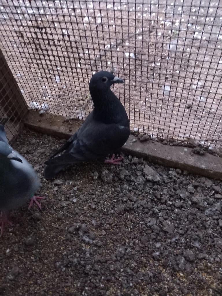 Kleurpostduif donker geband, Vrouwelijk, Postduif