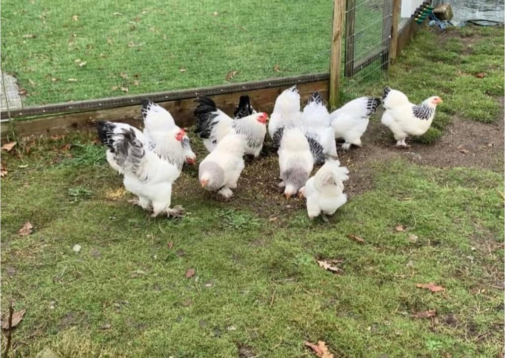 2 trio Brahma kriel Wit Columbia Zwart/blauw, Dieren en Toebehoren, Pluimvee, Meerdere dieren, Kip