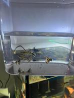 Guppies 1mannetje en 2 vrouwtje = €5, Enlèvement, Comme neuf