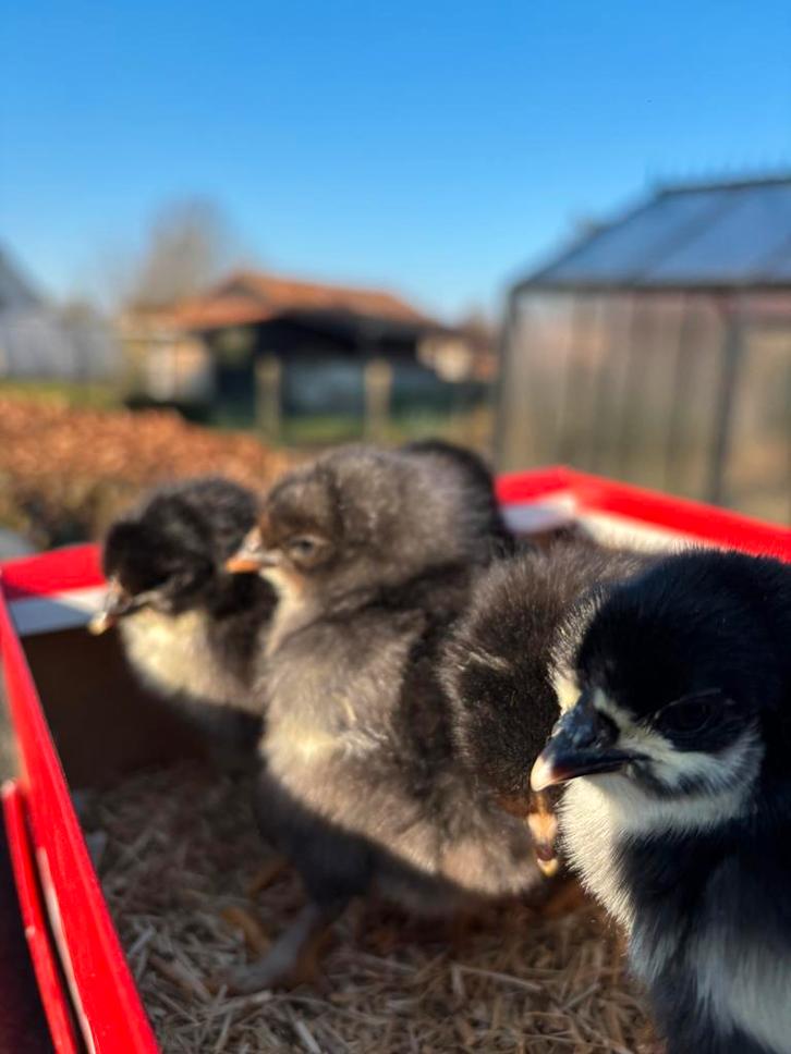 Marans en kleurlegger, Dieren en Toebehoren, Pluimvee, Kip, Meerdere dieren