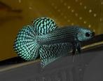 Alien Betta kempvis man  plakat, Dieren en Toebehoren, Vissen | Aquariumvissen, Vis, Zoetwatervis