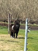 Zwart bonte shetlander te koop, Met stamboom, Hengst, A pony (tot 1.17m), 7 tot 10 jaar