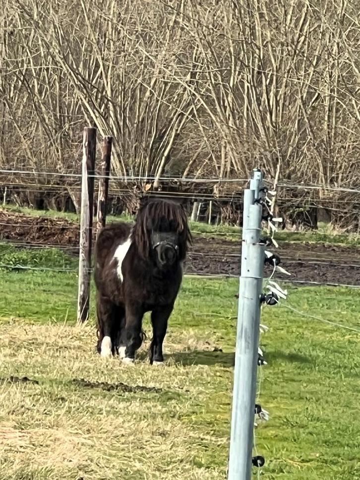 Zwart bonte shetlander te koop, Animaux & Accessoires, Poneys, Étalon, Non dressé, Poney A (jusqu'à 1.17 m), Poney de récréation