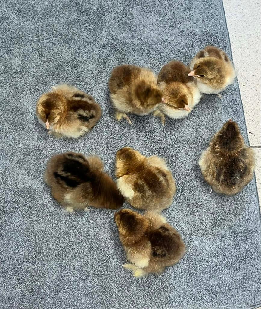 Brahma goudpatrijs kuikens, Dieren en Toebehoren, Pluimvee, Geslacht onbekend, Kip