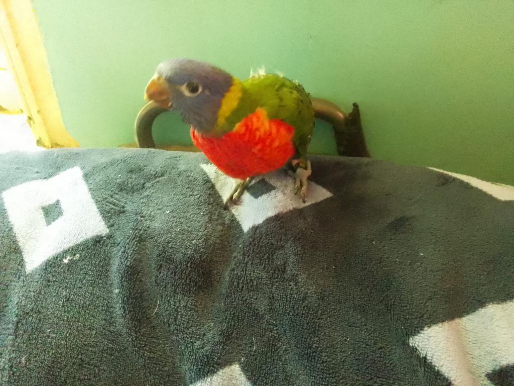 Lori van de blauwe bergen handopfok, Geringd