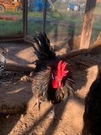 Élevage de poulets couronnés, Animaux & Accessoires, Volatiles