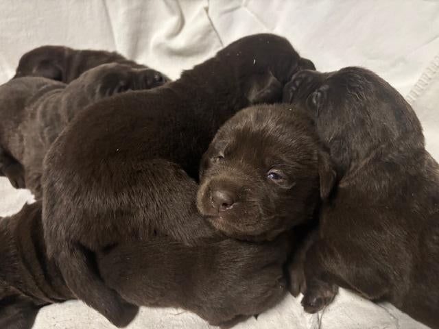 Chocolade bruine labrador pups, België, Particulier, 8 tot 15 weken, Labrador retriever