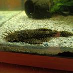 ancistrus, Poisson, Poisson d'eau douce