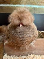 USA zijdehoen hennen, Dieren en Toebehoren, Vrouwelijk, Kip