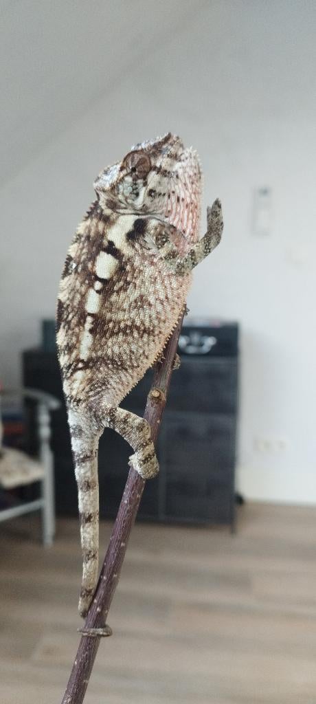 Caméléon Furcifer pardalis, 0 à 2 ans