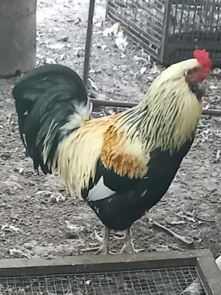 Koppel Araucanas met baard en staart, tarwekleur, Dieren en Toebehoren, Pluimvee, Meerdere dieren, Kip