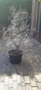 zilverkoraalstruik / zigzagstruik / Corokia, Tuin en Terras, Vaste plant, Halfschaduw, Lente, Ophalen