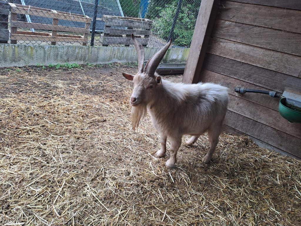 1 Bok +/- 2 jaar, Dieren en Toebehoren, Schapen, Geiten en Varkens