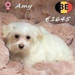 Amy, Mini Maltais - à la recherche d'un doux foyer, 15 semaines à 1 an, Commerçant, Chienne, Belgique