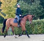 Meerdere paarden te koop, Animaux & Accessoires, Chevaux