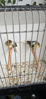 Koppel kanarie 55€, Dieren en Toebehoren, Vogels | Kanaries