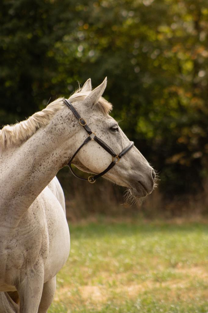 Paarden zoeken nieuwe thuis, Dieren en Toebehoren, Paarden, Meerdere dieren, Zadelmak, 165 tot 170 cm, 11 jaar of ouder, Recreatiepaard